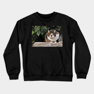 Bored Cat Crewneck Sweatshirt